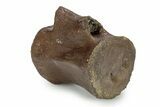Fossil Dinosaur (Thescelosaurus) Caudal Vertebra - Montana #356949-3